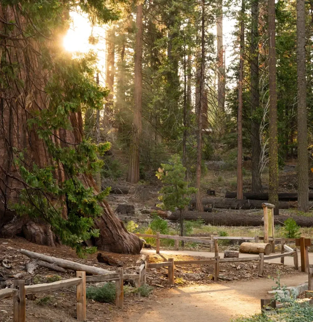 Sunrise in forest in Yosemite national park